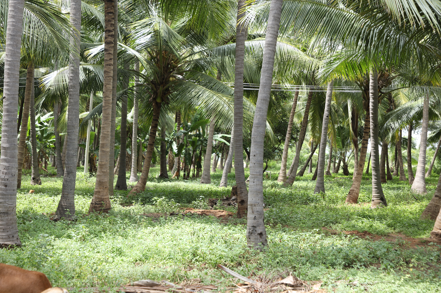 Aadhiyaexports%20Pvt%20Ltd