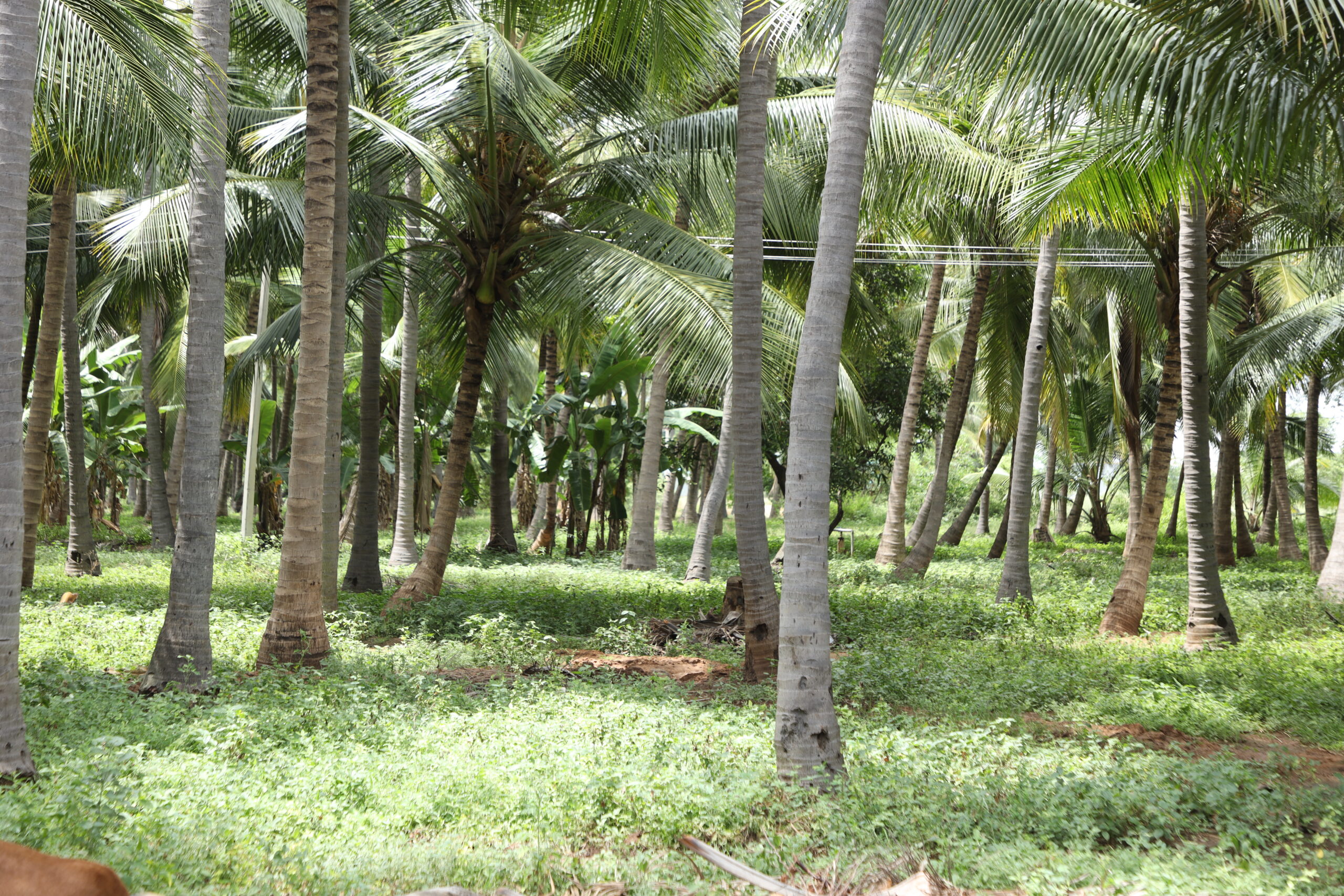 Aadhiyaexports%20Pvt%20Ltd